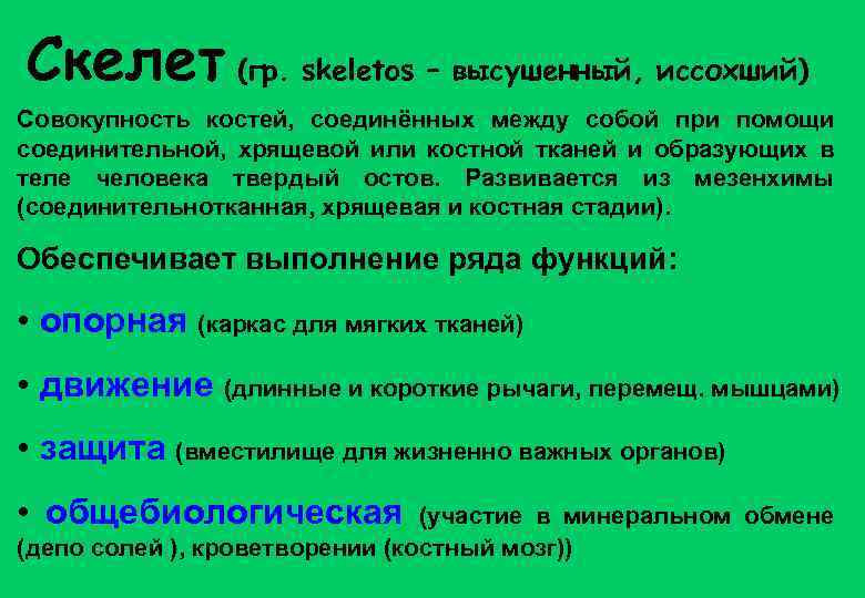 Скелет (гр. skeletos – высушенный, иссохший) Совокупность костей, соединённых между собой при помощи соединительной,