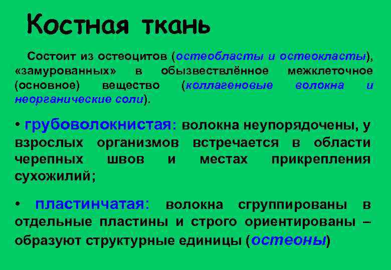 Костная ткань Состоит из остеоцитов (остеобласты и остеокласты), «замурованных» в обызвествлённое межклеточное (основное) вещество