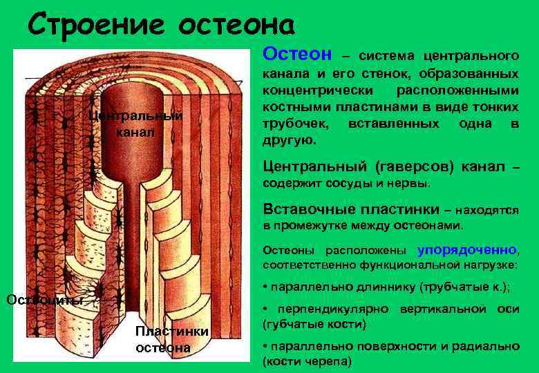 Строение остеона Остеон Центральный канал – система центрального канала и его стенок, образованных концентрически