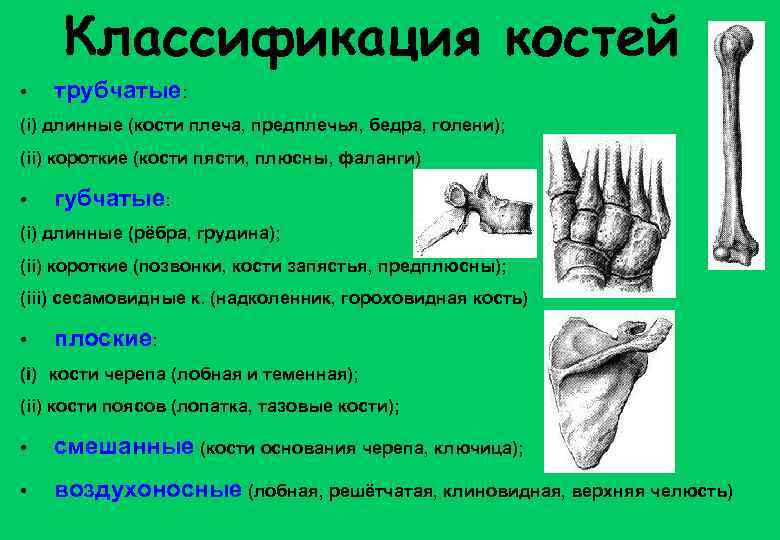 Губчатыми костями являются