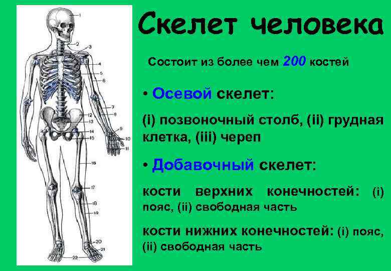 Скелет человека Состоит из более чем 200 костей • Осевой скелет: (i) позвоночный столб,