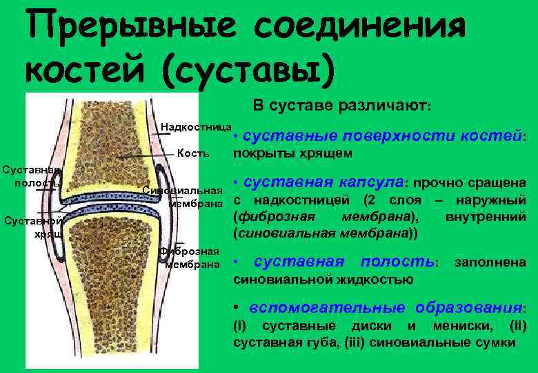 Прерывные соединения костей (суставы) В суставе различают: Надкостница Кость Суставная полость Синовиальная мембрана Суставной