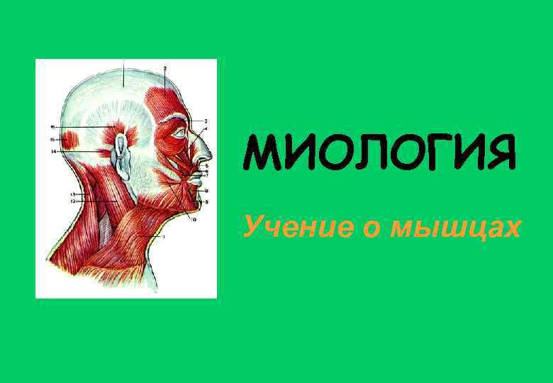 МИОЛОГИЯ Учение о мышцах 