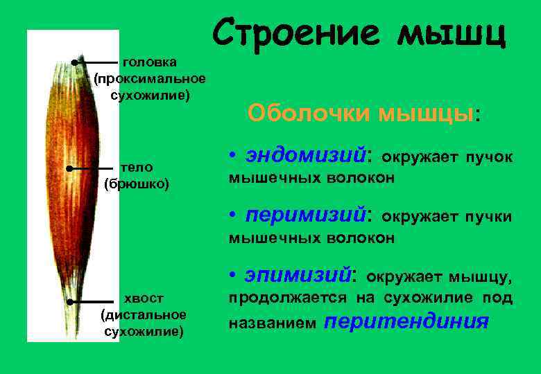 головка (проксимальное сухожилие) тело (брюшко) Строение мышц Оболочки мышцы: • эндомизий: окружает пучок мышечных