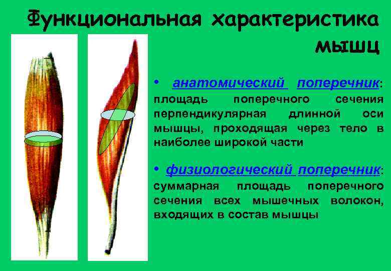 Функциональная характеристика мышц • анатомический поперечник: площадь поперечного сечения перпендикулярная длинной оси мышцы, проходящая