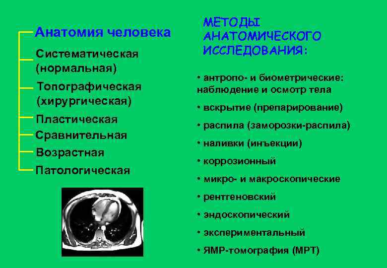 Анатомия человека Систематическая (нормальная) Топографическая (хирургическая) Пластическая Сравнительная Возрастная Патологическая МЕТОДЫ АНАТОМИЧЕСКОГО ИССЛЕДОВАНИЯ: •