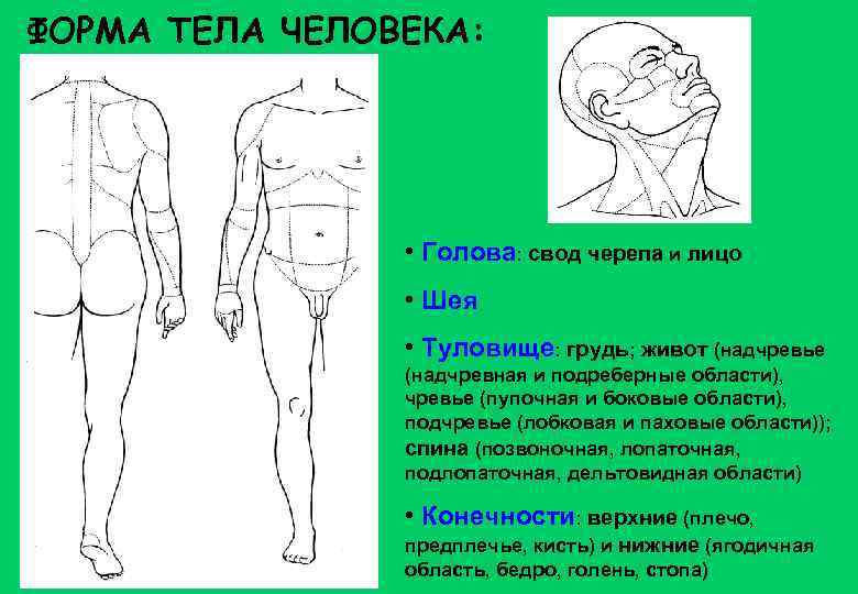 Форму человеческого тела. Форма тела человека. Название областей тела человека. Форма туловища человека. Части, области, поверхности тела человека..