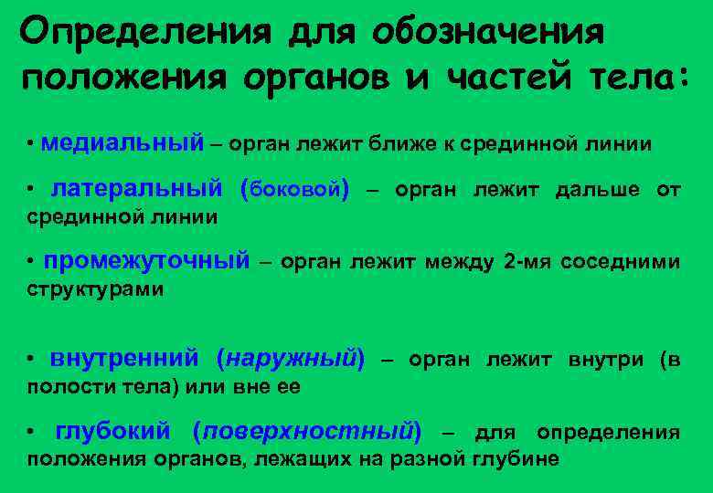 Определения для обозначения положения органов и частей тела: • медиальный – орган лежит ближе