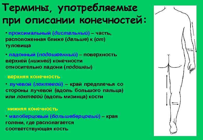 Термины, употребляемые при описании конечностей: • проксимальный (дистальный) – часть, расположенная ближе (дальше) к