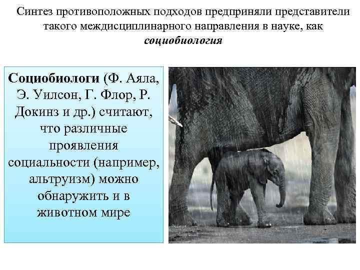 Синтез противоположных подходов предприняли представители такого междисциплинарного направления в науке, как социобиология Социобиологи (Ф.