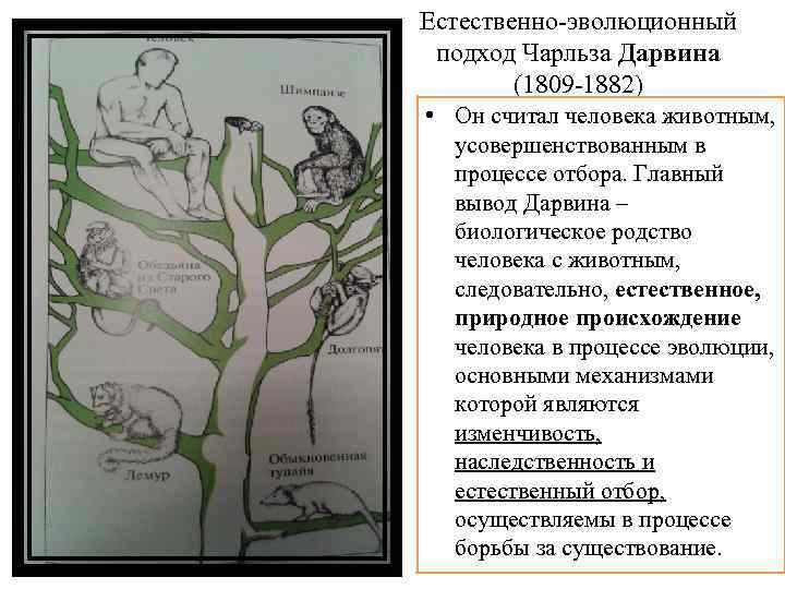 Естественно-эволюционный подход Чарльза Дарвина (1809 -1882) • Он считал человека животным, усовершенствованным в процессе