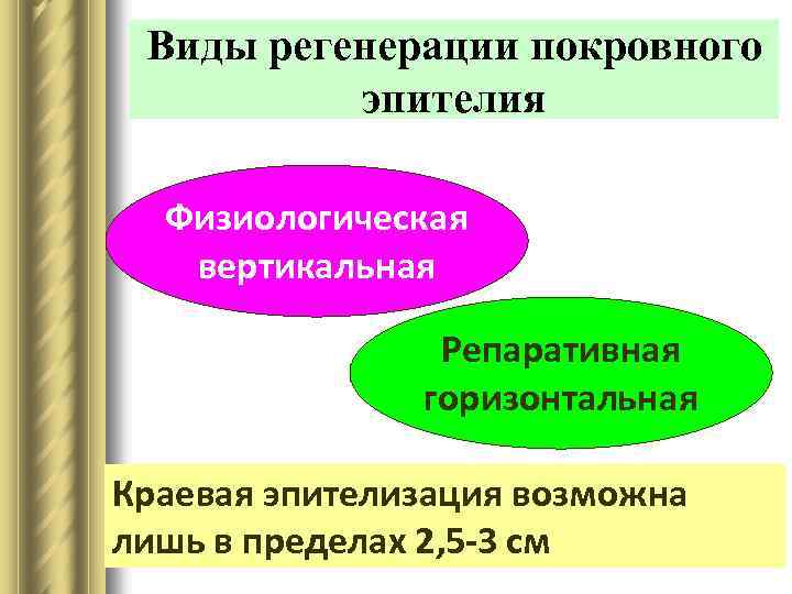Виды регенерации покровного эпителия Физиологическая вертикальная Репаративная горизонтальная Краевая эпителизация возможна лишь в пределах