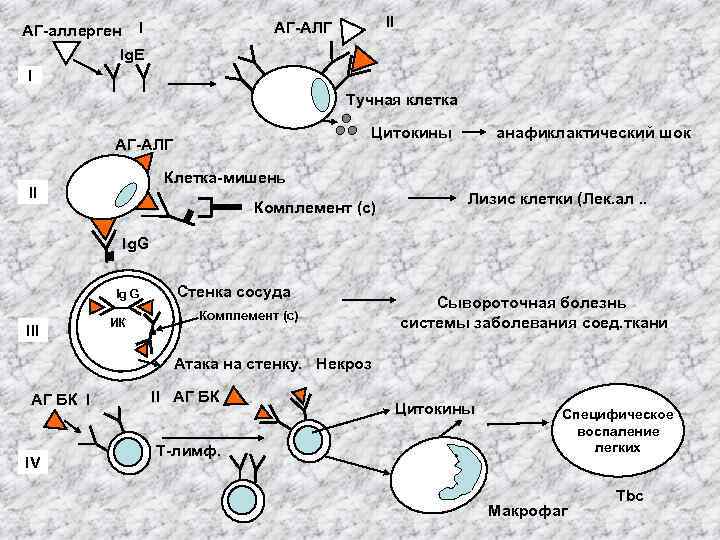 АГ-аллерген I Ig. Е I II АГ-АЛГ Тучная клетка Цитокины АГ-АЛГ анафиклактический шок Клетка-мишень