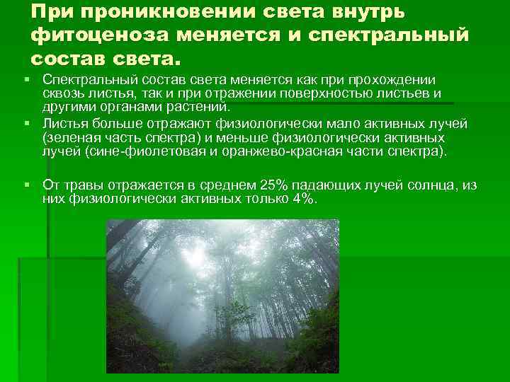 При проникновении света внутрь фитоценоза меняется и спектральный состав света. § Спектральный состав света