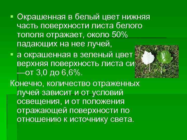 § Окрашенная в белый цвет нижняя часть поверхности листа белого тополя отражает, около 50%