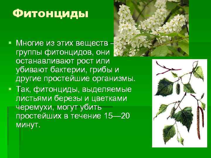 Фитонциды § Многие из этих веществ — из группы фитонцидов, они останавливают рост или