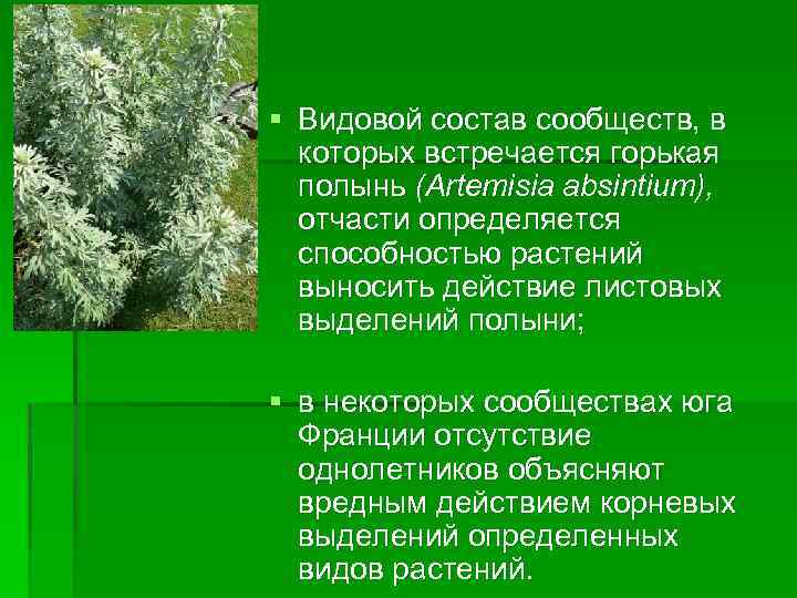 § Видовой состав сообществ, в которых встречается горькая полынь (Artemisia absintium), отчасти определяется способностью