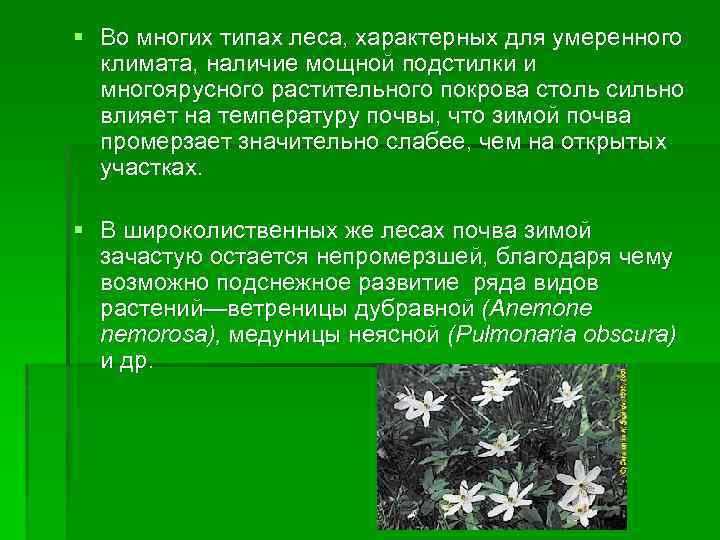 § Во многих типах леса, характерных для умеренного климата, наличие мощной подстилки и многоярусного