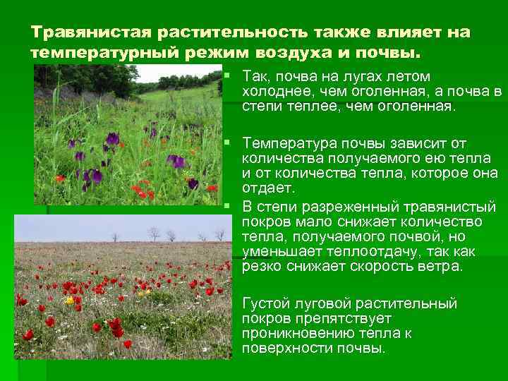 Травянистая растительность также влияет на температурный режим воздуха и почвы. § Так, почва на