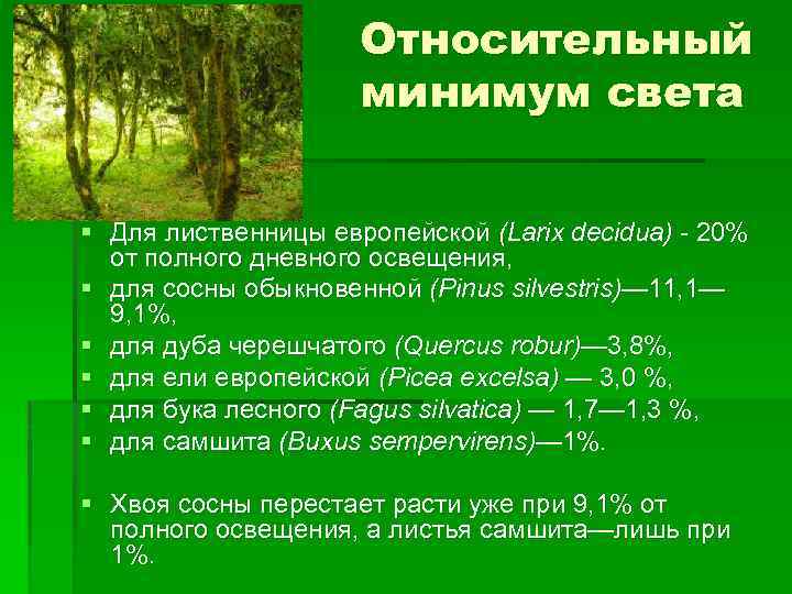 Относительный минимум света § Для лиственницы европейской (Larix decidua) 20% от полного дневного освещения,