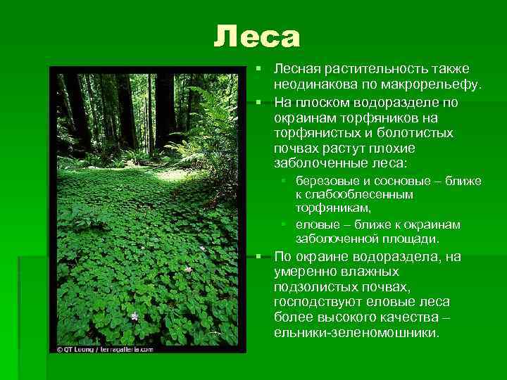 Какие растения характерны для елового леса. Фитоценоз соснового леса. Фитоценоз елового леса. Описание Лесной растительности. Растительность фитоценоза.