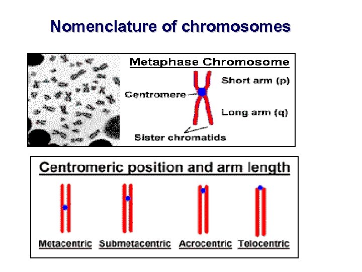 Nomenclature of chromosomes 