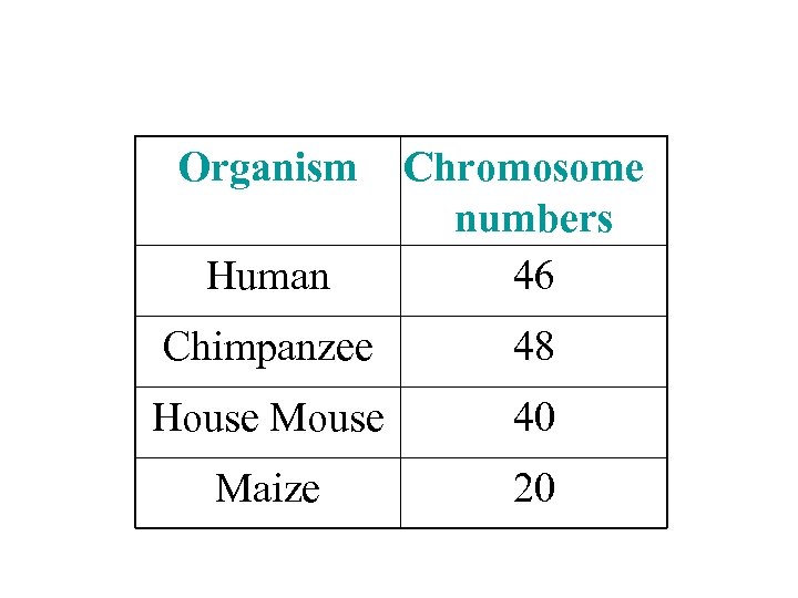 Organism Human Chromosome numbers 46 Chimpanzee 48 House Mouse 40 Maize 20 