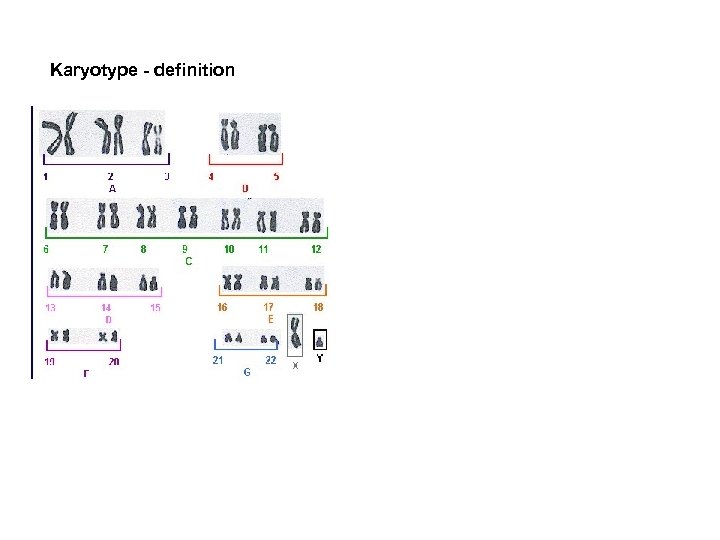 Karyotype - definition 