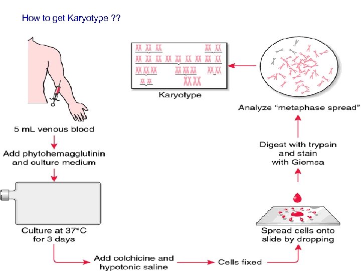 How to get Karyotype ? ? 