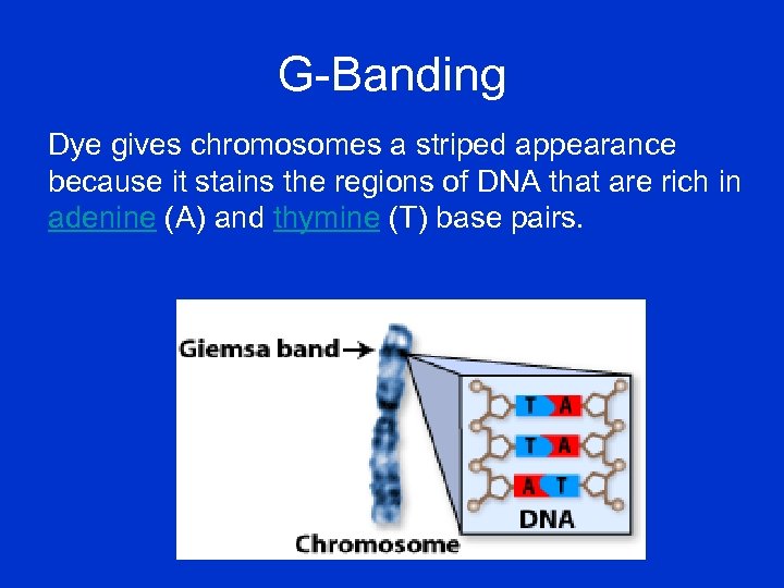 G-Banding Dye gives chromosomes a striped appearance because it stains the regions of DNA