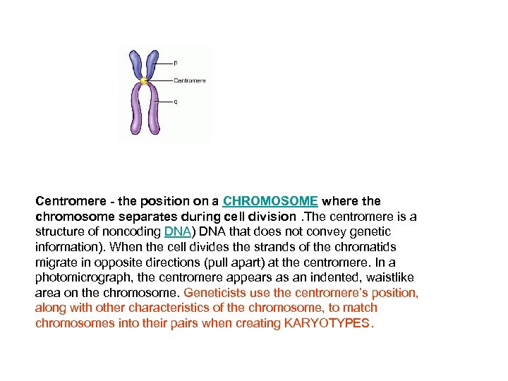 Centromere - the position on a CHROMOSOME where the chromosome separates during cell division.