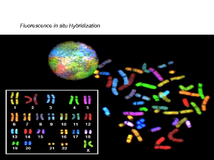 Fluorescence in situ Hybridization 