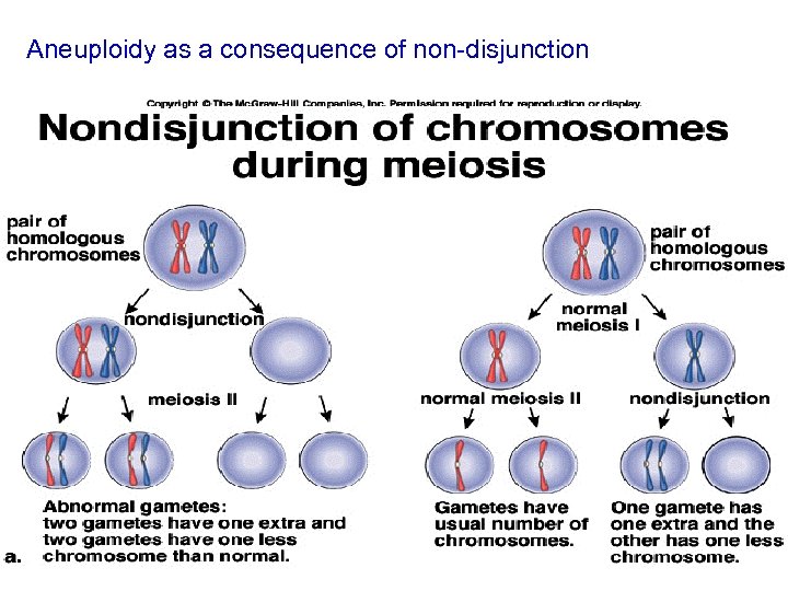 Aneuploidy as a consequence of non-disjunction 