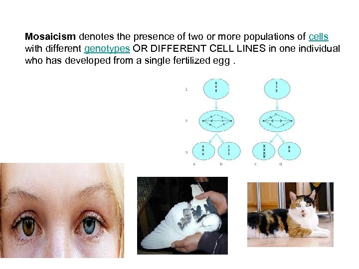 Mosaicism denotes the presence of two or more populations of cells with different genotypes