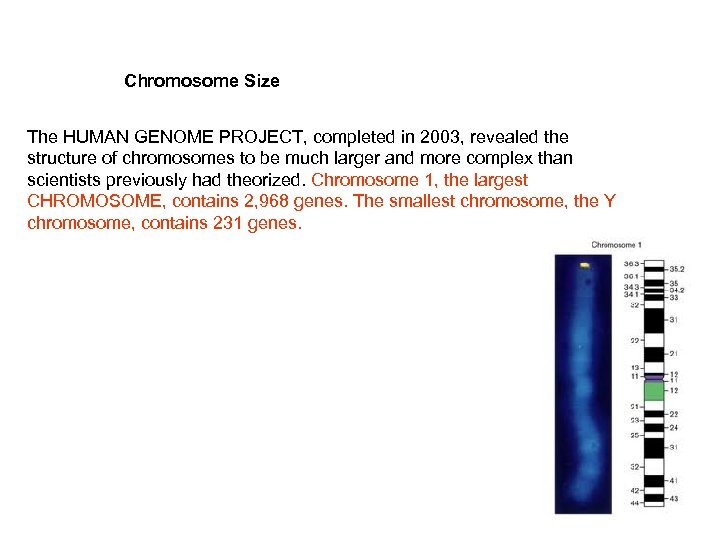 Chromosome Size The HUMAN GENOME PROJECT, completed in 2003, revealed the structure of chromosomes