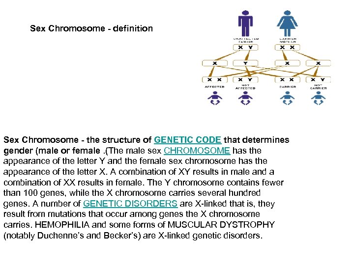 Sex Chromosome - definition Sex Chromosome - the structure of GENETIC CODE that determines