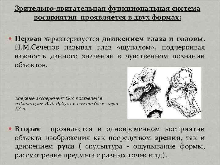 Зрительно-двигательная функциональная система восприятия проявляется в двух формах: Первая характеризуется движением глаза и головы.