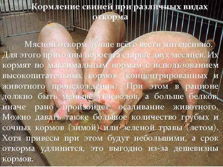  Кормление свиней при различных видах откорма. Мясной откорм лучше всего вести интенсивно. Для