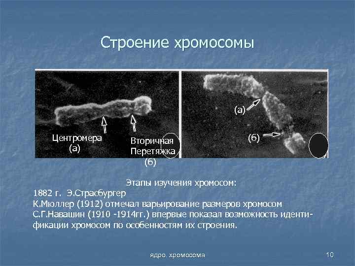 Строение хромосомы (а) Центромера (а) Вторичная Перетяжка (б) Этапы изучения хромосом: 1882 г. Э.