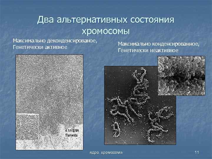 Два альтернативных состояния хромосомы Максимально деконденсированое, Генетически активное Максимально конденсированное, Генетически неактивное ядро. хромосома