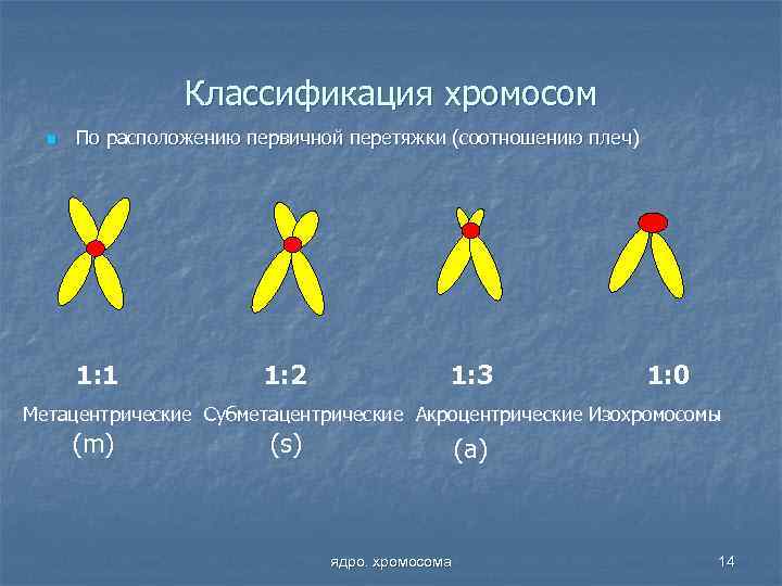 Классификация хромосом n По расположению первичной перетяжки (соотношению плеч) 1: 1 1: 2 1: