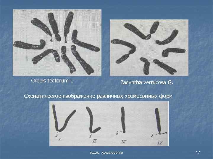 Crepis tectorum L. Zacyntha verrucosa G. Схематическое изображение различных хромосомных форм ядро. хромосома 17