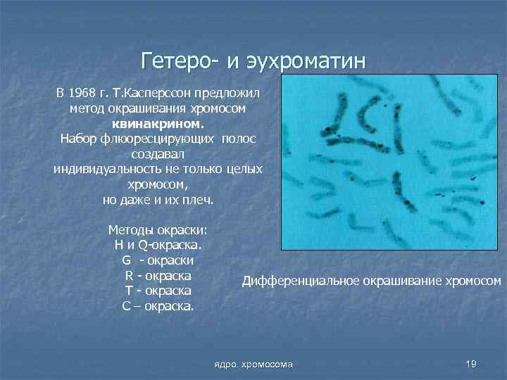 Гетеро- и эухроматин В 1968 г. Т. Касперссон предложил метод окрашивания хромосом квинакрином. Набор