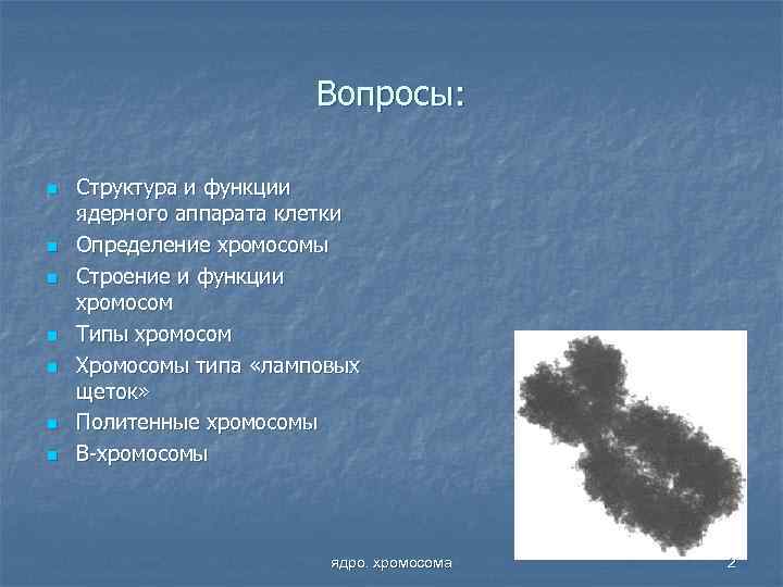 Вопросы: n n n n Структура и функции ядерного аппарата клетки Определение хромосомы Строение