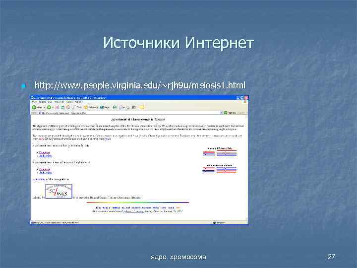 Источники Интернет n http: //www. people. virginia. edu/~rjh 9 u/meiosis 1. html ядро. хромосома