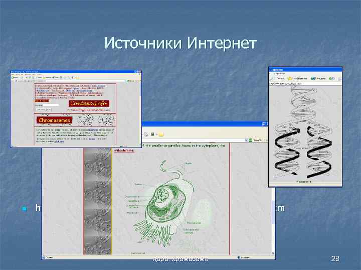 Источники Интернет n http: //www. contexo. info/DNA_Basics/DNA%20 Replication. htm ядро. хромосома 28 