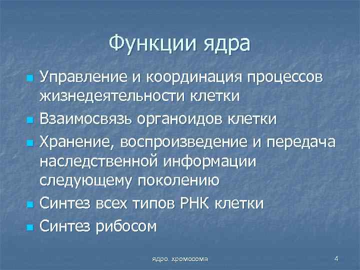 Функции ядра n n n Управление и координация процессов жизнедеятельности клетки Взаимосвязь органоидов клетки