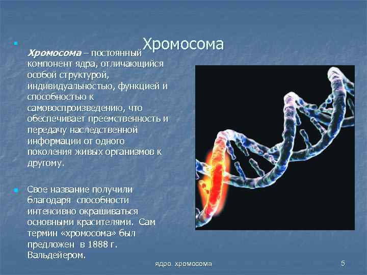 n Хромосома – постоянный Хромосома компонент ядра, отличающийся особой структурой, индивидуальностью, функцией и способностью