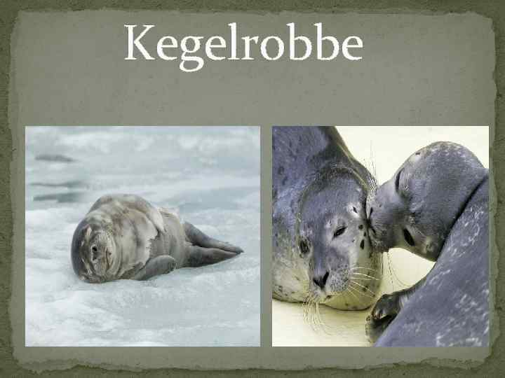  Kegelrobbe 