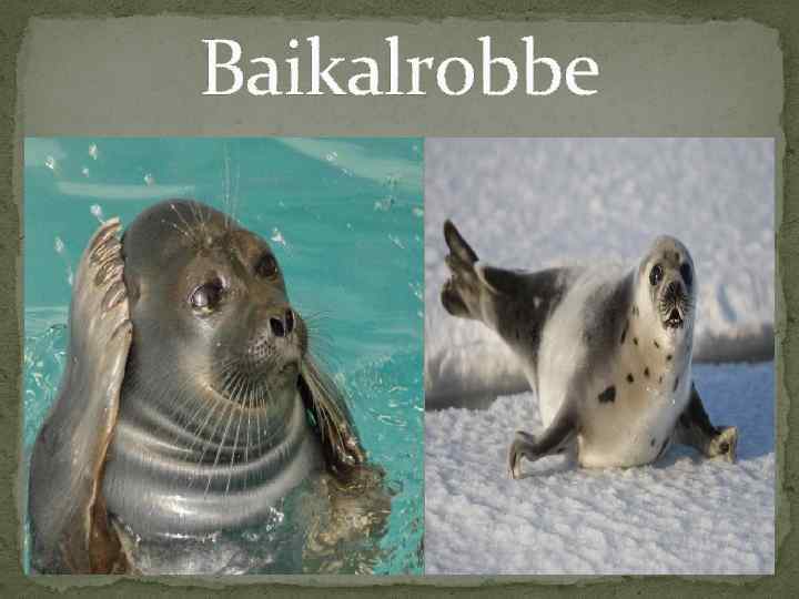  Baikalrobbe 